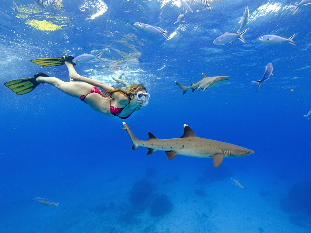 Girl snorkelling with White Tip reef sharks