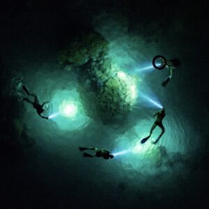 Night Snorkelling