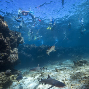 Snorkel with sharks